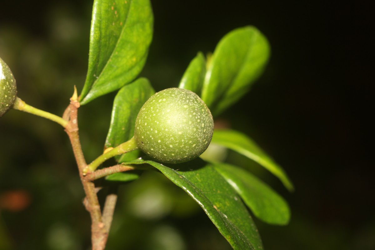 Ficus diversiformis Miq.